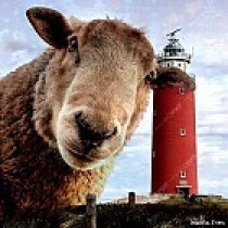 alu-plaat-vuurtoren-texel-en-schaap-25x25cm-gebors