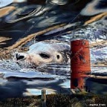 alu-plaat-vuurtoren-texel-en-zeehond-25x25cm-gebor2